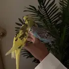 طيور بادجي و روز ( اليفه )