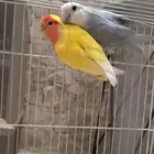 جوز روز منتج ذكر كروان لاتينو