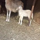 نعجه