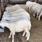هرافى حري للبيع