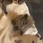 قطاوه للبيع شيرازي كتن اعمارهم شهر في الضبط