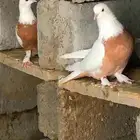 زوج روسي قلاب