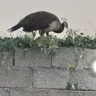 حيوانات