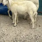 خروفين فل بريات وحايل نعجه شرط الصحه والنظافه