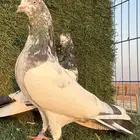 حمام باكستاني للبيع