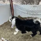 تيس عارضي للبيع