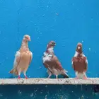 حمام شامي