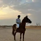 فرس جزيريه