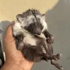 للبيع اليف وحجم جامبو تربية بيت