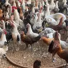 صوص دجاج البيع تقريبن 100 حبه العمر خمس شهور ونص