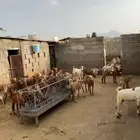 للبيع تيوس بلدي العمر 8اشهر.