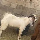 للبيع تيس