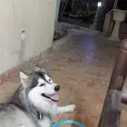 كلب هاسكي ضايع مفقود لقوه ناس عند مخرج 25