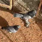 نفاخات للبيع