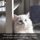 قط للتبني القصيم