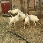 ضان مناتيج