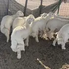 طليان اضاحي