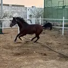 خيل حصان شعبي مشروط معسوف الغولاء