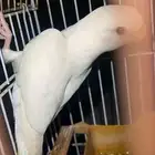 لللبيع طير روز