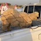 عيسيه جذعه