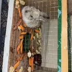 أرنب صغير للبيع