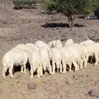 طليان