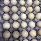بيض سندي بيور فاخر