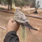 انثى كروان اليفه منتجه