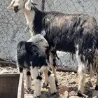 نعجه