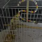 ببغاء كروان