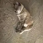 قط ذكر عمره سنة لعوب يتعود بسرعه