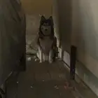 كلب هاسكي للتبني