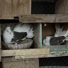 رقاص امريكي مكتف