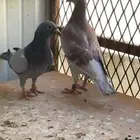 زواج حمام زاجل