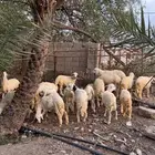 طليان للبيع العدد 17