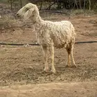 نعجه للبيع