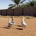 للبيع وز بلدي