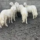 ذبايح للبيع مع الذبح والتوصيل