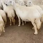 رخال دفيع للبيع العدد 46 راس بفحلها