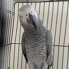 ببغاء كاسكو اليف ومتكلم