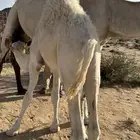 قعود شحم على حليب امه الموقع خميس مشيط