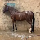 فرس   مهر