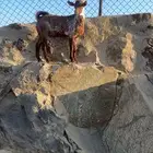 فحل اوشح ماشاء الله