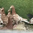 طبات زاجل مولمينز