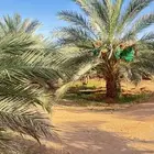 ثمر نخل للبيع