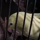 بغبغاء الدره