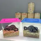 السنجاب الطائر متوفر فرخين التواصل واتس