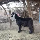 تيس عارضي