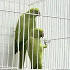 دره هندي