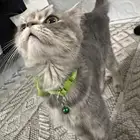 قطوه للبيع
